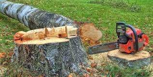Best Tree Maintenance Programs  in Spotswood, NJ
