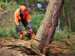 Best Lawn Watering Services  in Spotswood, NJ