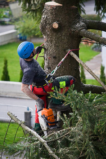 Best Lawn Renovation and Restoration  in Spotswood, NJ