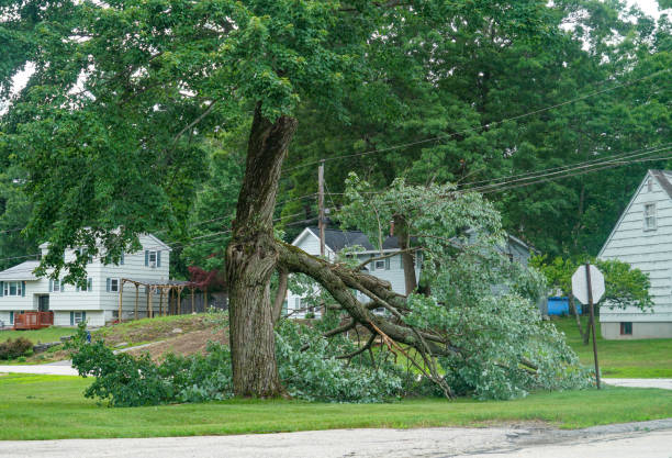 Best Tree Risk Assessment  in Spotswood, NJ